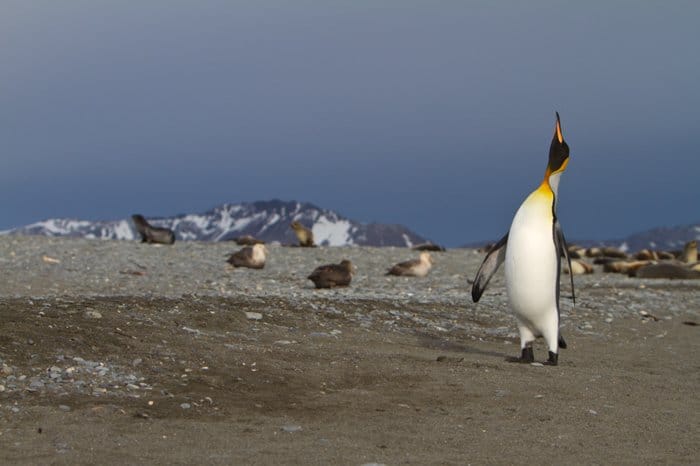 pingüino con un pico naranja brillante y garganta y pecho de color amarillo anaranjado brillante mirando hacia arriba 