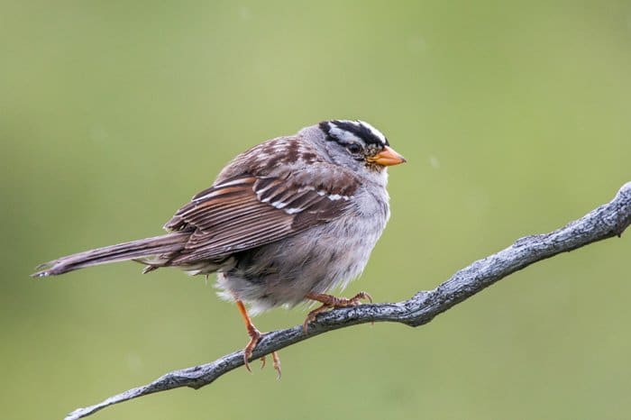 Pequeño pájaro gorrión redondo de pie sobre una rama de ramita gris sobre un fondo de campo verde