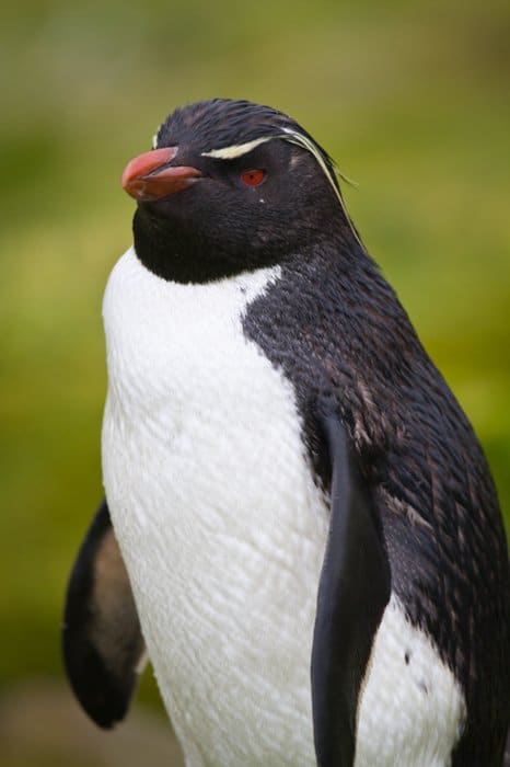 Retrato de un pingüino penacho amarillo contra un fondo verde borroso