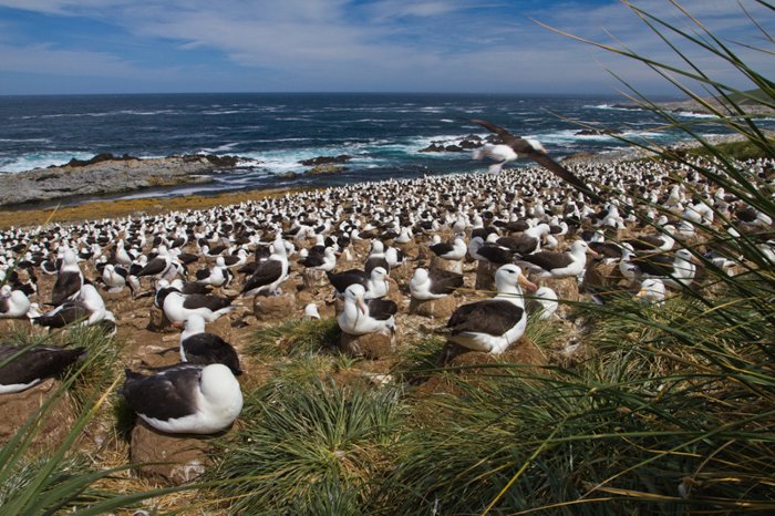 Una bandada de pájaros descansando sobre una playa cubierta de hierba con las olas rompiendo en las rocas en el fondo