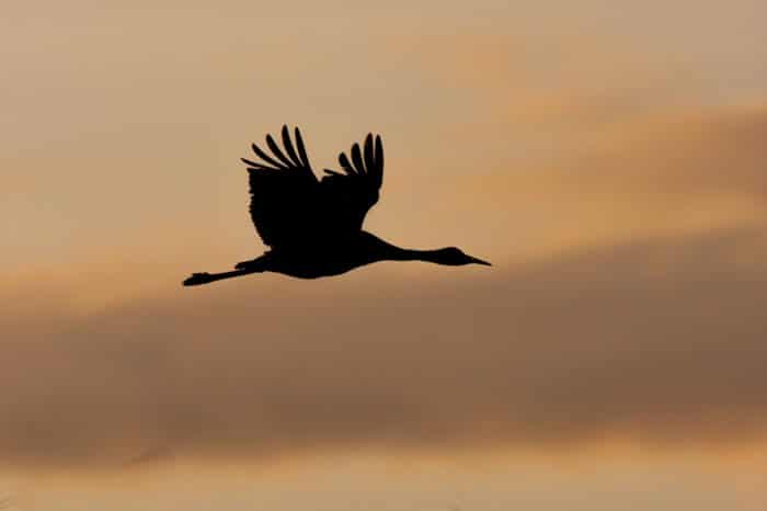 silueta de un pájaro de alas grandes en vuelo contra un cielo naranja al atardecer