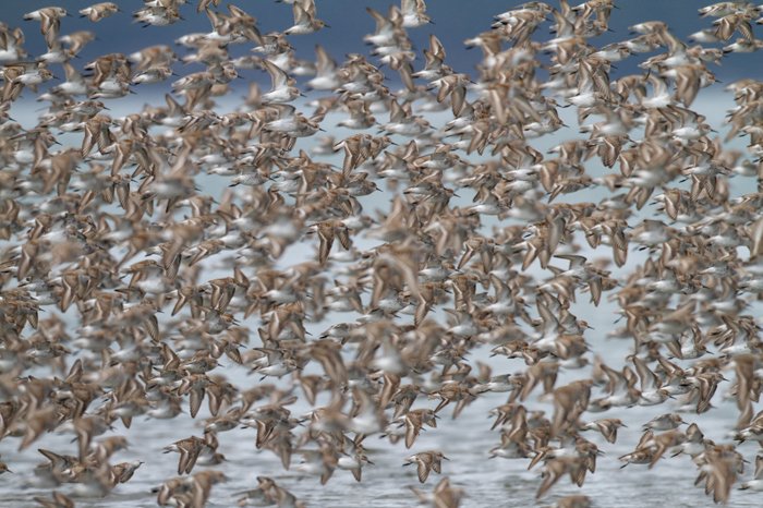 Foto de una bandada de pájaros marrones en vuelo sobre el agua