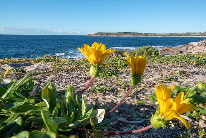 Una imagen apilada de enfoque de flores amarillas en la playa, ejemplo de fotografía entre corchetes