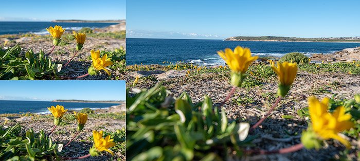 Una cuadrícula de fotos de flores, ejemplo de uso del horquillado de fotografías de enfoque