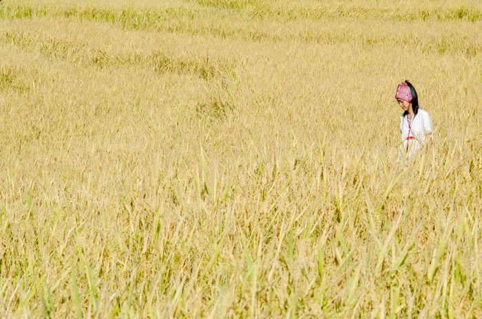 Una mujer con un tocado tradicional caminando en un campo amarillo