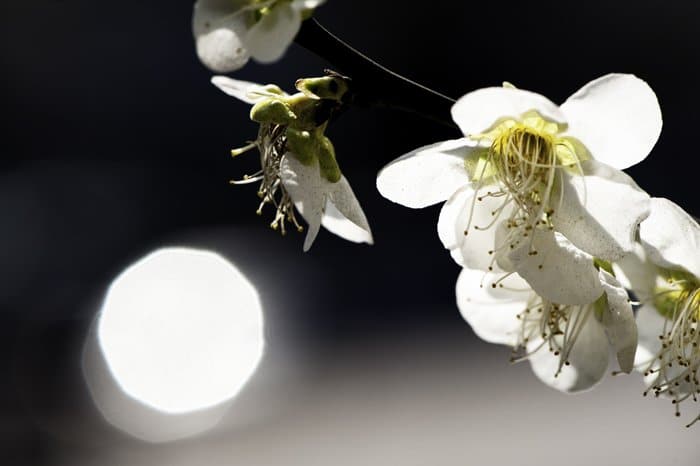 Cerca de blanco Burnet Rose flores contra un fondo oscuro