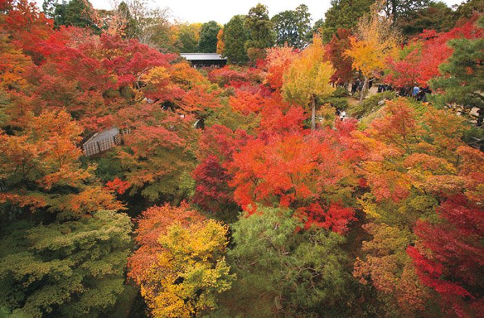 Foto de árboles en otoño, estilo de color Autumn Hues