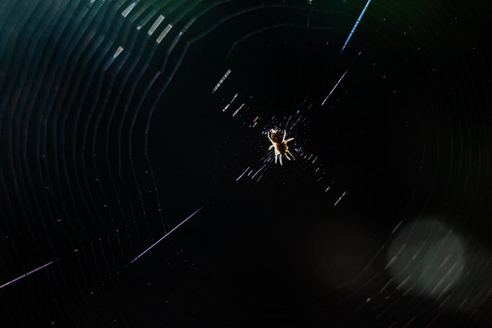 Fotografía macro de una araña en su web