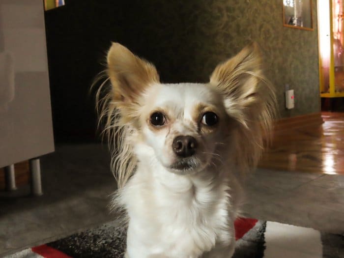 Un lindo retrato de mascota de un pequeño perro marrón y blanco tomado con canon powershot sx740 hs