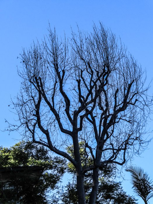 Una foto al aire libre de un árbol grande, tomada con una canon powershot sx740 hs