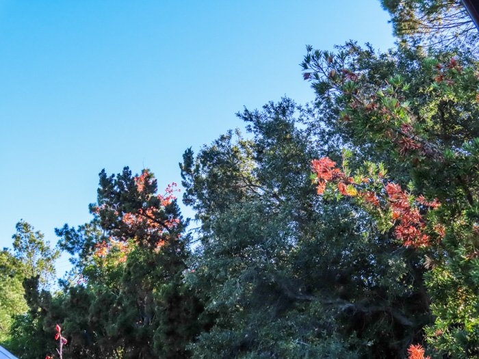 Una foto al aire libre de diferentes tipos de árboles, tomada con canon powershot sx740 hs
