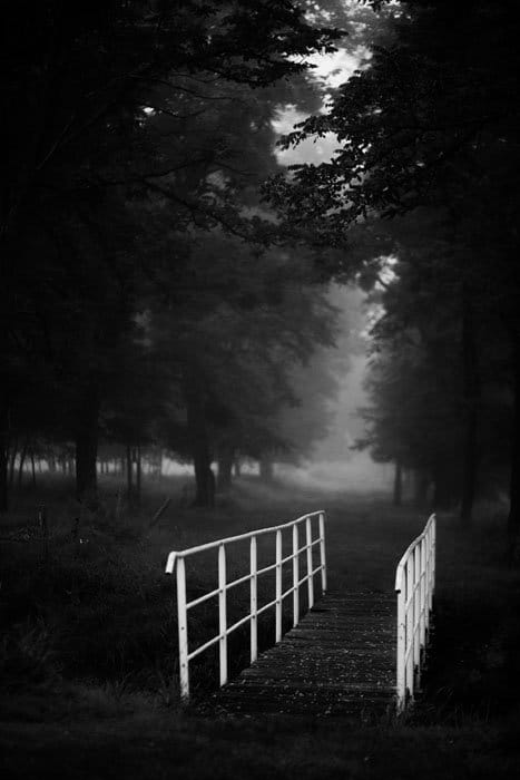 foto en blanco y negro de un bosque