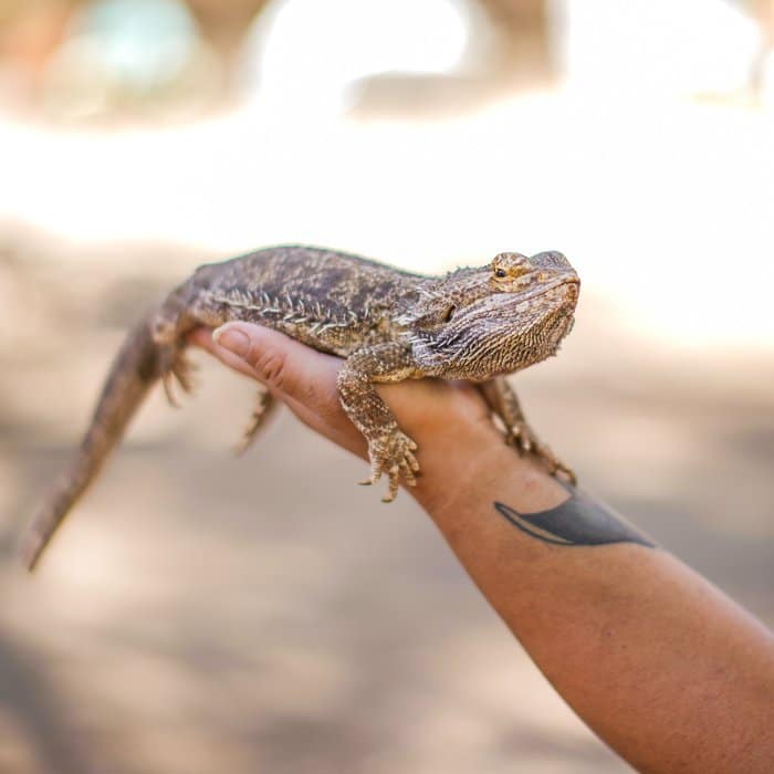 Una mano sosteniendo un dragón barbudo.