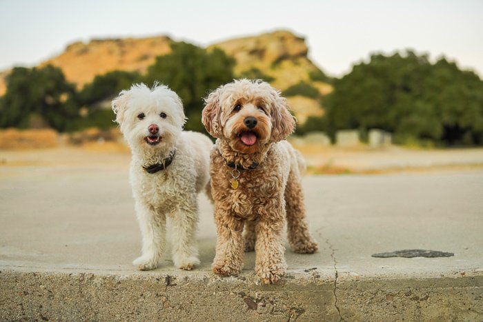 Dos lindos perros de pie uno al lado del otro. 