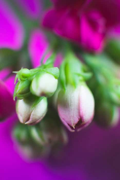 Un primer plano de flores