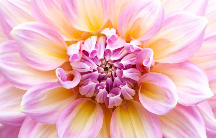 Fotografía macro de una flor en colores rosa, amarillo y blanco