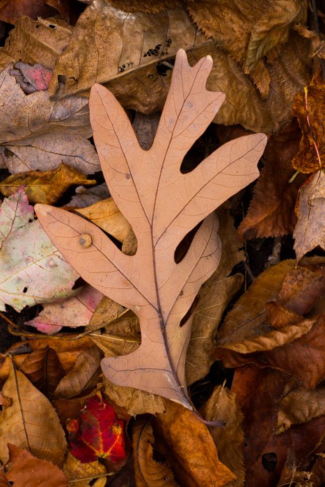 Fotografía macro de hojas de otoño con tonos cálidos