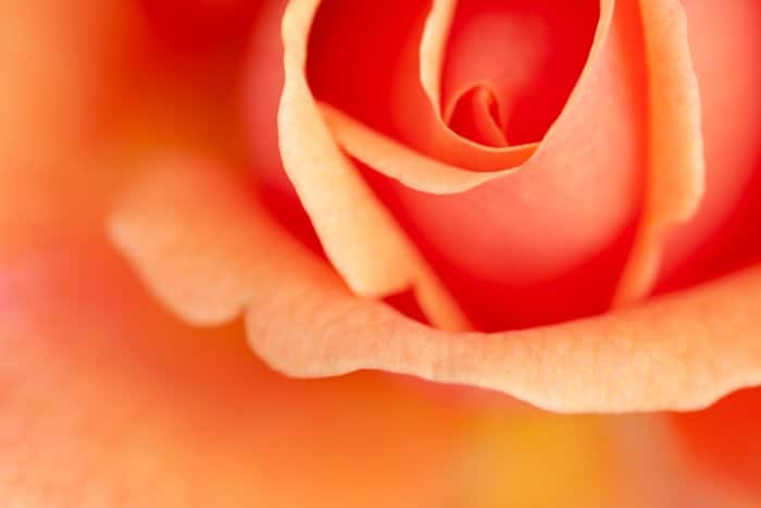 Fotografía macro de una rosa en color naranja