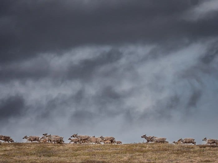 Una fotografía de vida silvestre de una manada de caribúes que migran en un día tormentoso 