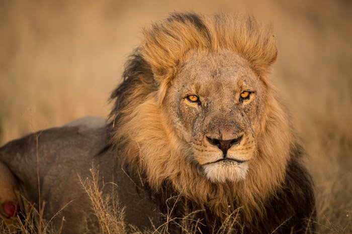 Un majestuoso retrato de león.