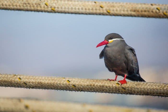 Un pequeño pájaro de pico rojo descansando sobre una valla.