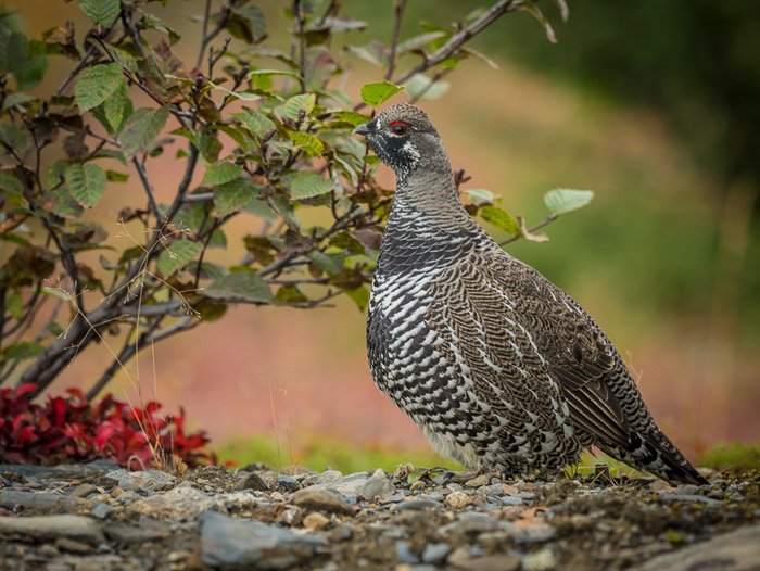 Un pájaro descansando sobre la grava junto a un pequeño arbusto: el mejor objetivo para la fotografía de vida silvestre