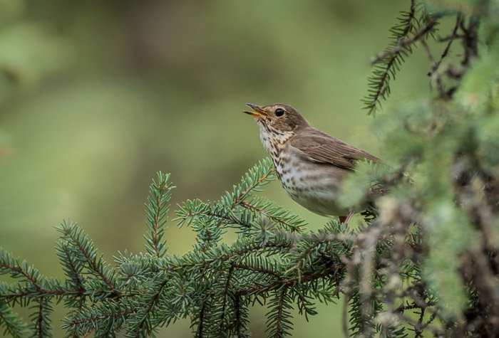 Un pequeño pájaro posado en una rama tomada con una lente de vida silvestre.