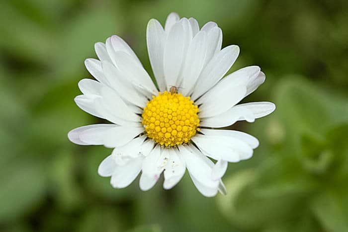 Fotografía macro de una flor blanca