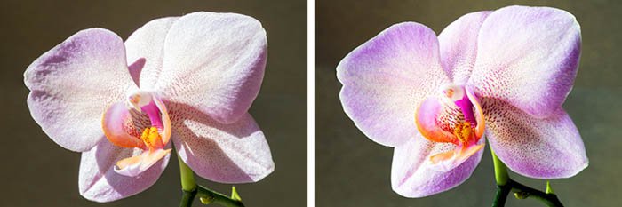 Fotografía macro de flores que muestra el efecto de los difusores de luz.