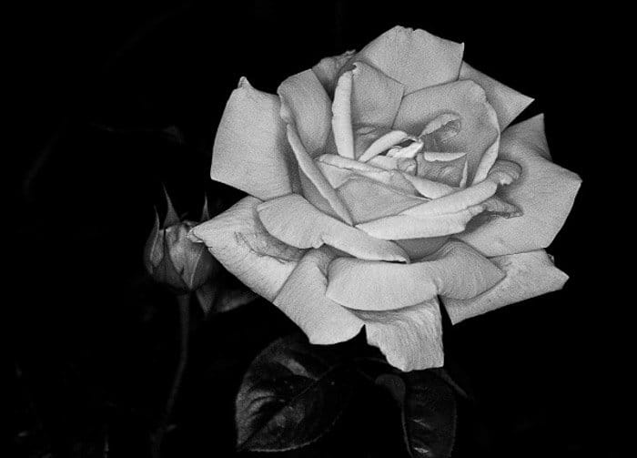 Una foto en blanco y negro de una rosa.