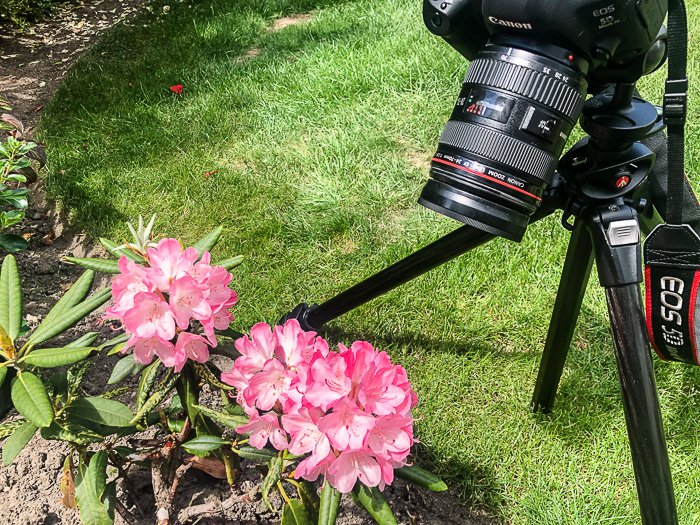 una cámara réflex digital Canon instalada en un trípode que toma una foto macro de flores rosadas