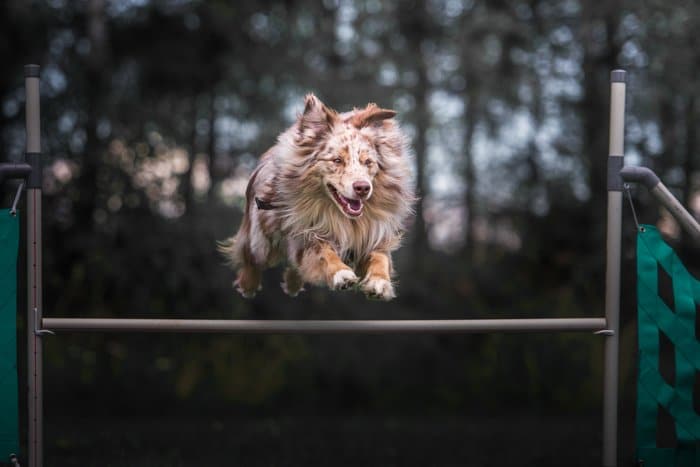 perro saltando sobre un obstáculo