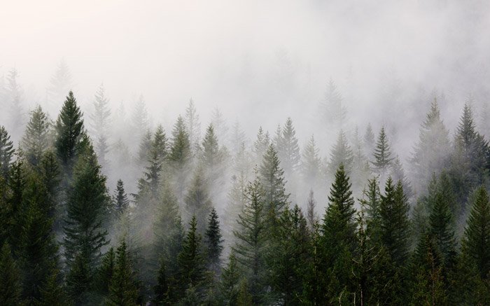 una impresionante foto de paisaje con niebla sobre un bosque