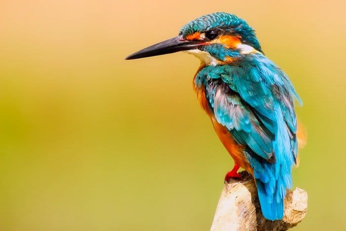 10 Impresionantes Fotos De Aves Para Inspirarte 