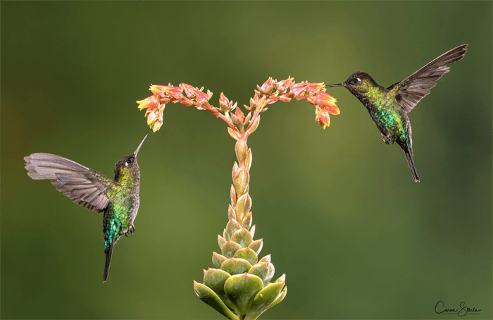 Foto de dos colibríes junto a una flor.