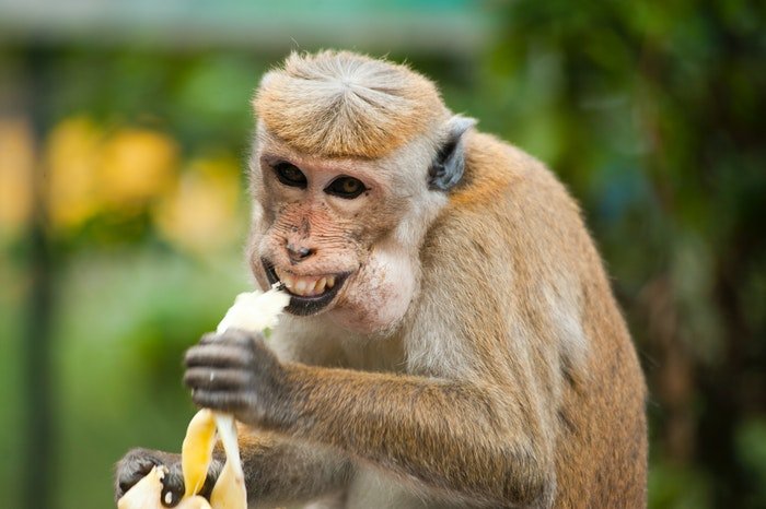 Foto divertida de un mono comiendo un plátano