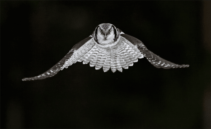 Un búho en vuelo