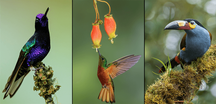 Tríptico de fotos de aves