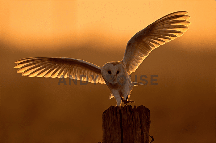 Impresionante foto de búho de Andy Rouse