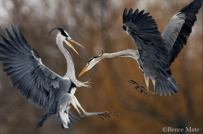 Dos garzas jugando en pleno vuelo