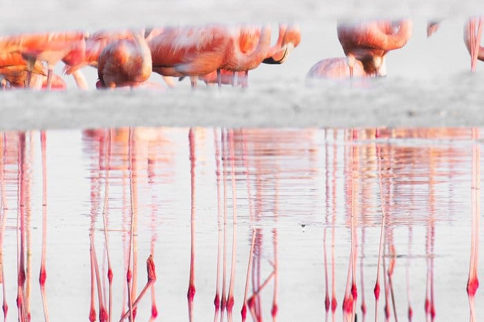 Un grupo de flamencos reflejados en un lago.