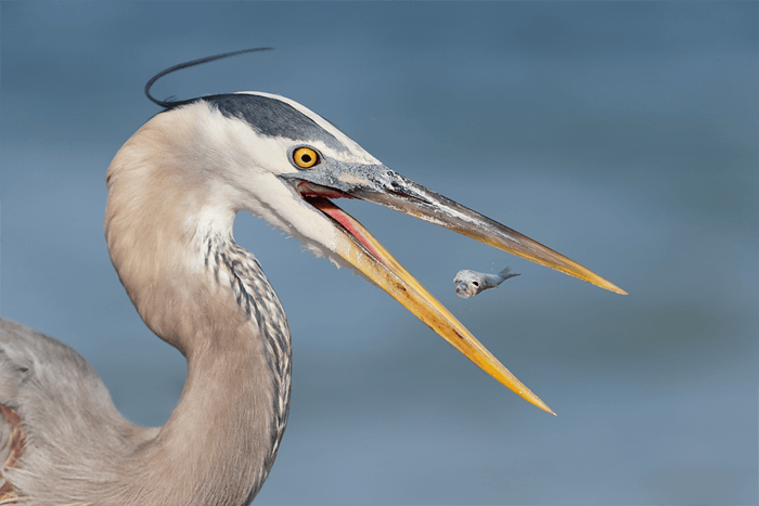 Cerca de una garza comiendo un pescado