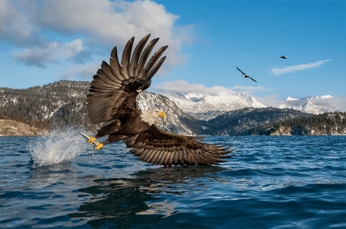 Fotografía de águila calva junto a un lago