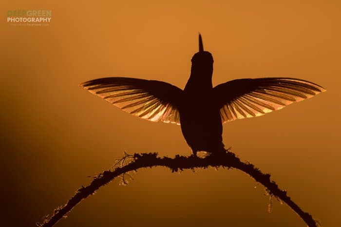 Foto de silueta de pájaro