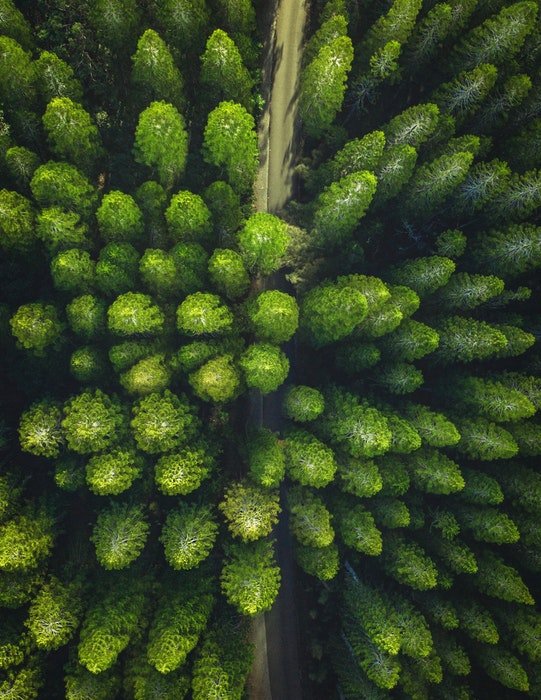 Escena del bosque tomada desde una perspectiva de vista de pájaro