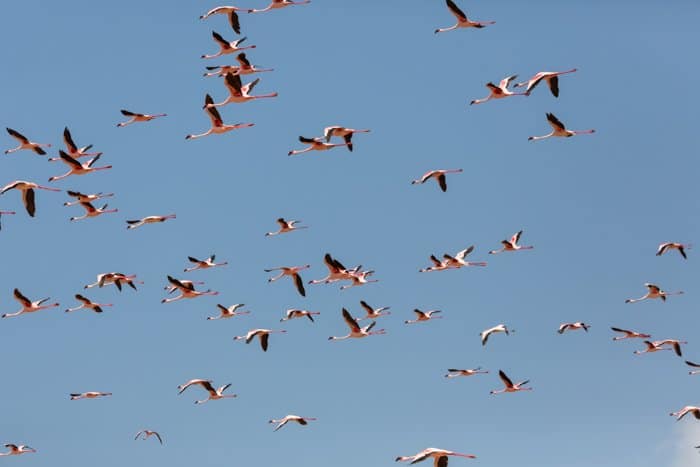 imagen de una bandada de flamencos en vuelo