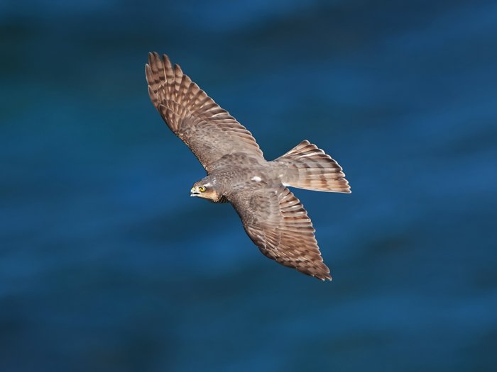 imagen de un águila en vuelo
