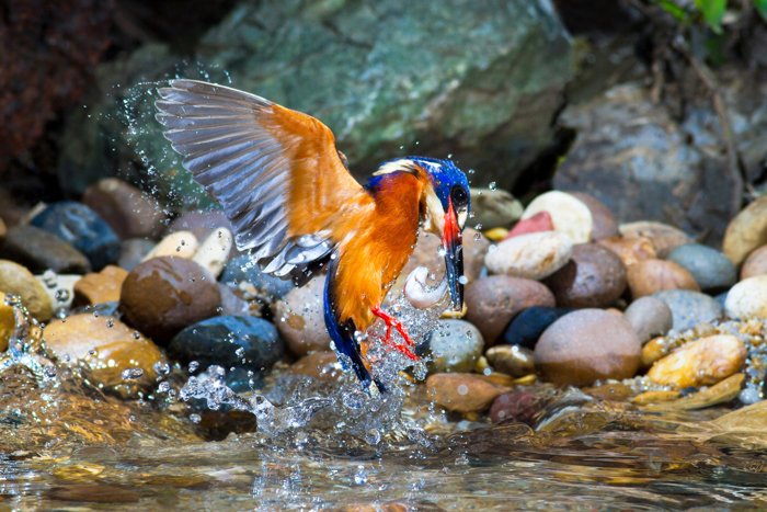 Una imagen de un pájaro colorido en vuelo y chapoteando en el agua.