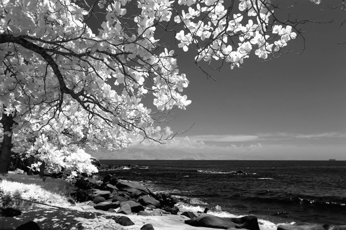 Una foto en blanco y negro de un árbol contra la costa hecha con un filtro de lente infrarroja.