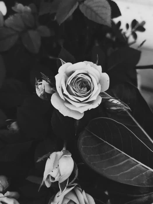una imagen en blanco y negro de una rosa